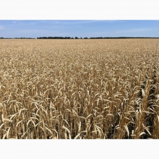 Насіння пшениці ярої, м#039;якої Барвиста, супер еліта