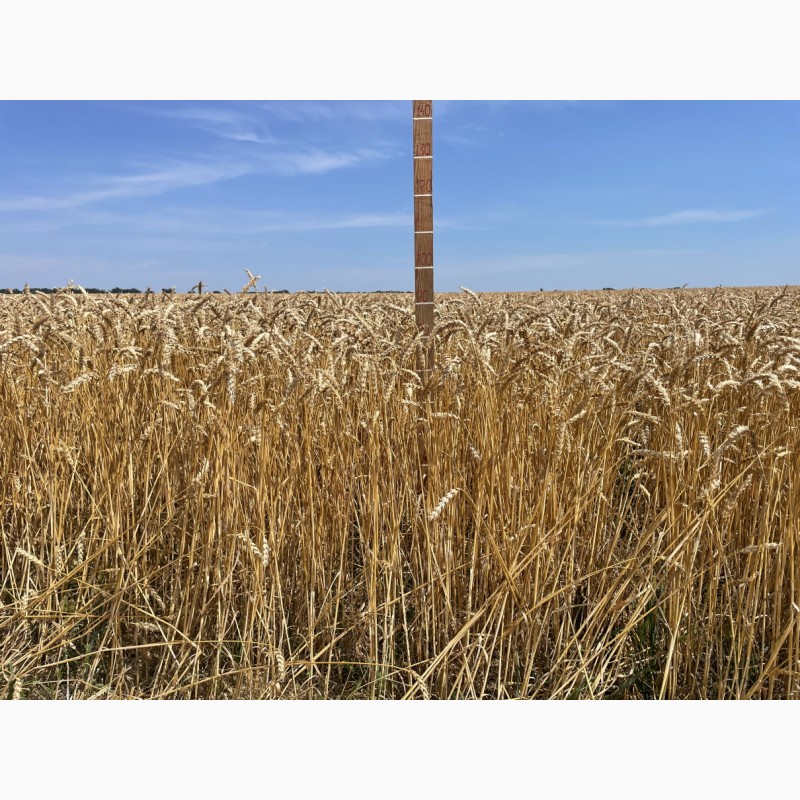 Фото 3. Насіння пшениці ярої, м#039;якої Барвиста, супер еліта