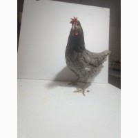 Курица чешской породы мясо-яечной Доминант 5 цветов 5.5 месяцев/Возможен опт