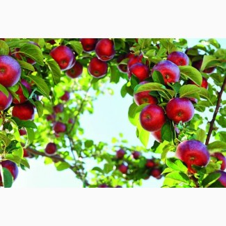 Шукаємо постачальників яблук першого та другого сорту оптом від 20 тон по всій Україні