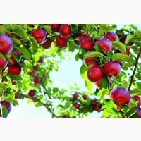 Шукаємо постачальників яблук першого та другого сорту оптом від 20 тон по всій Україні