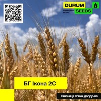 Насіння пшениці BG Ikona 2S / БГ Икона 2С (дворучка / остиста) Durum Seeds