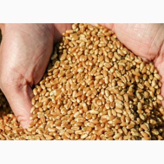 Покупаю пшеницу от производителя по всей Украине