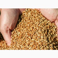 Покупаю пшеницу от производителя по всей Украине