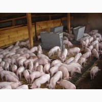 М#039;ясокомбінат Харкова приймає на закупівлю свиней ВРХ та баранів