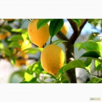 Саженцы комнатного лимона, плодоносящего