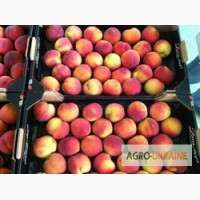 Продам нектарин, персик, парагвай, Испания