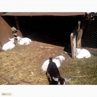 Продам козочек, козлят, козу молочной породы (зааненская)