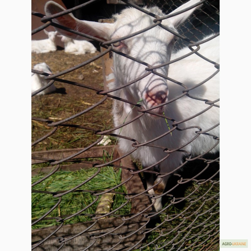 Фото 4. Продам козочек, козлят, козу молочной породы (зааненская)