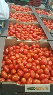 Фото 11. Продаем томаты из Испании