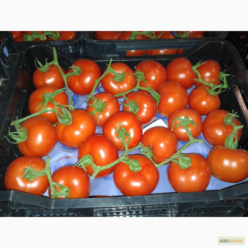 Фото 17. Продаем томаты из Испании
