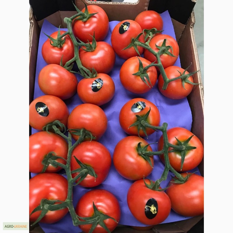 Фото 10. Продаем томаты из Испании