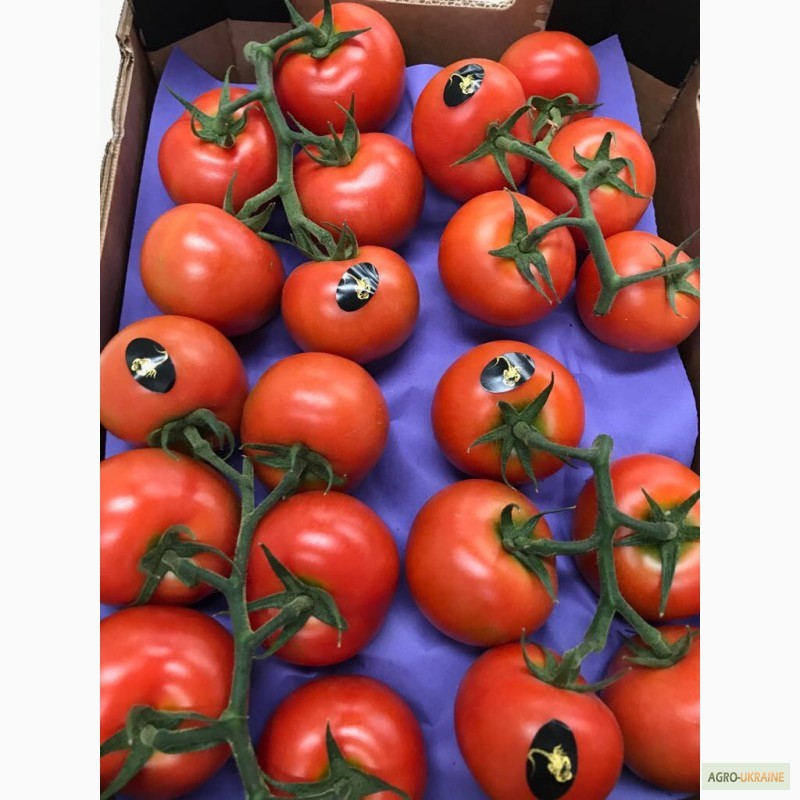 Фото 7. Продаем томаты из Испании