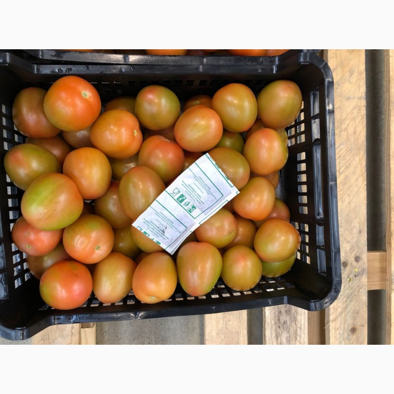 Фото 4. Продаем томаты из Испании