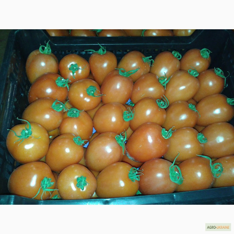 Фото 18. Продаем томаты из Испании