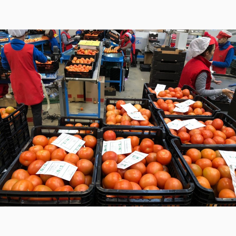Фото 5. Продаем томаты из Испании