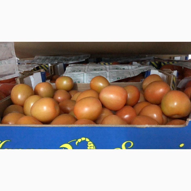 Фото 12. Продаем томаты из Испании