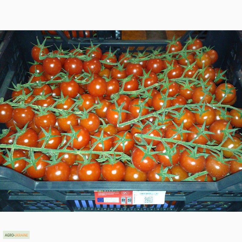 Фото 19. Продаем томаты из Испании