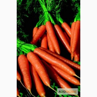 Семена Морковь Волкано F1 100.000 шт. ТМ Nickerson-Zwaan, Голландия
