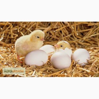 Продам пекинскую утку или инкубационное яйцо пекинской утки