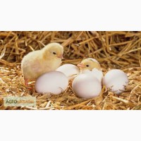 Продам пекинскую утку или инкубационное яйцо пекинской утки