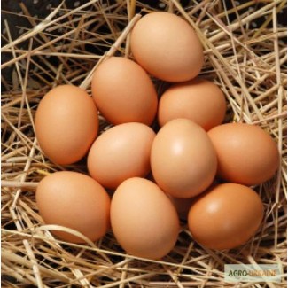 Продам яйца куриные домашние 1.8грн 1.6 опт