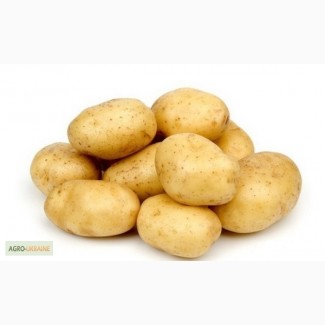 Картофель семенной Вега 1 РС
