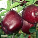 Покупаем яблоки разных сортов крупным оптом от производителей