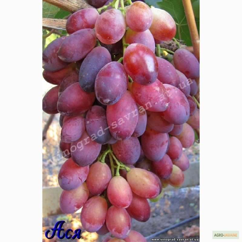 Фото 3. Продам саженцы винограда элитных сортов