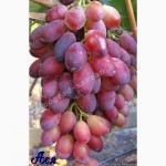 Продам саженцы винограда элитных сортов