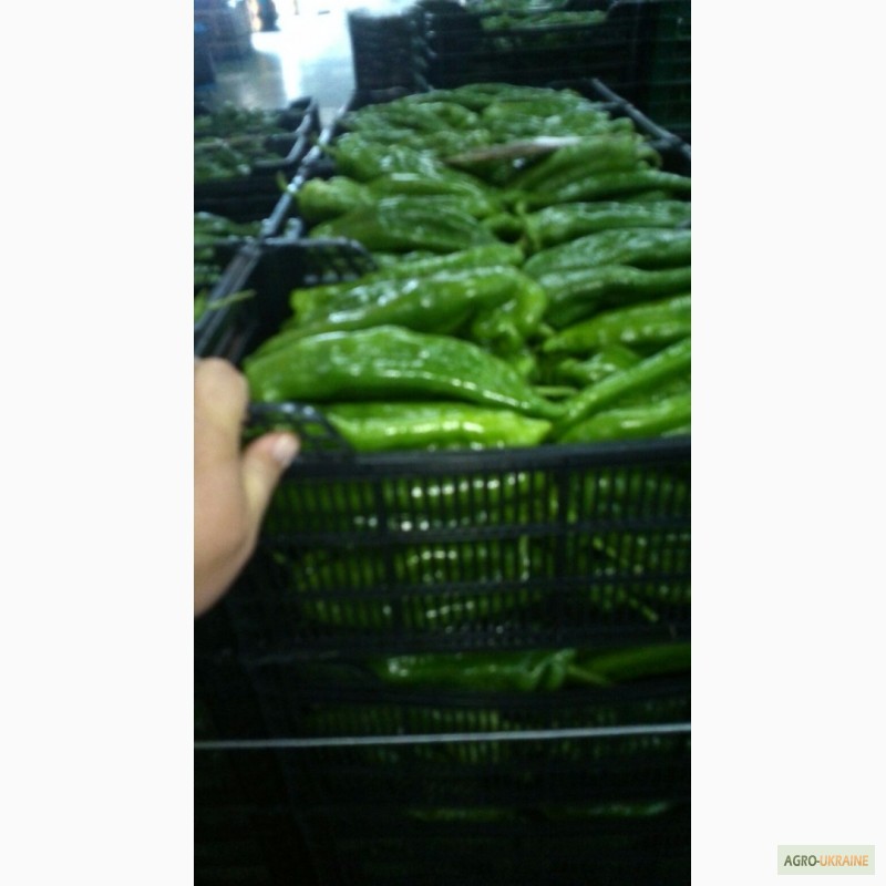 Фото 10. Продам овощи оптом (Испания)