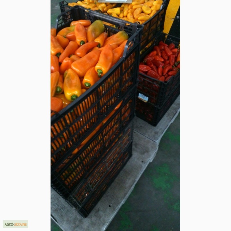 Фото 12. Продам овощи оптом (Испания)