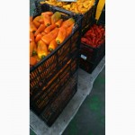 Продам овощи оптом (Испания)