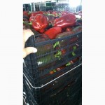 Продам овощи оптом (Испания)