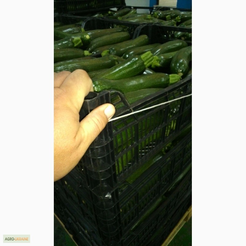 Фото 18. Продам овощи оптом (Испания)