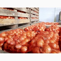 Лук репчатый урожая 2020 г./ Onion crop 2020
