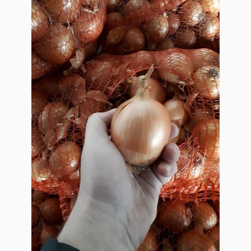 Фото 3. Лук репчатый урожая 2020 г./ Onion crop 2020