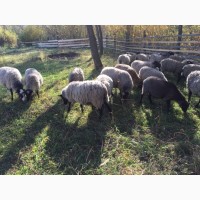 Куплю Романівські Вівці