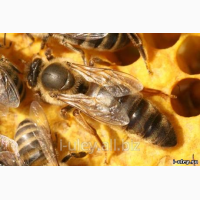 Пчеломатки породы Карпатка