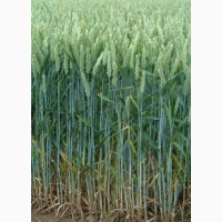 Канадская пшеница (двуручка) Oshawa, семена репродукции-элита