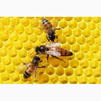 Пчелопакеты, пчеломатки. Бджолопакети, бджоломатки
