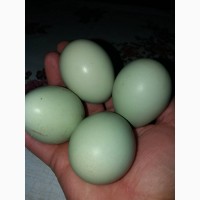 Продам курячі зелені яйця без холестерину