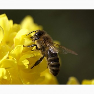 Продам пчеломаки Карпатка высокопродуктивные 2022г. Отправка каждый день Новой почтой
