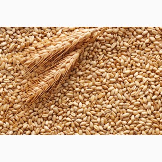 Куплю пшеницю фуражну