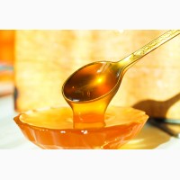 Продам мед оптом (акация, липа, лесное разнотравье)