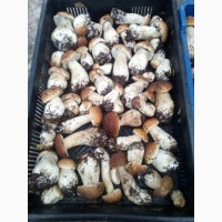 Продаж карпатського білого гриба (свіжий, заморожений, сушений)
