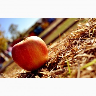 Продам яблука урожай 2018 року