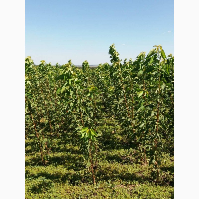 Фото 7. Саженцы плодово-ягодных деревьев 2й сорт