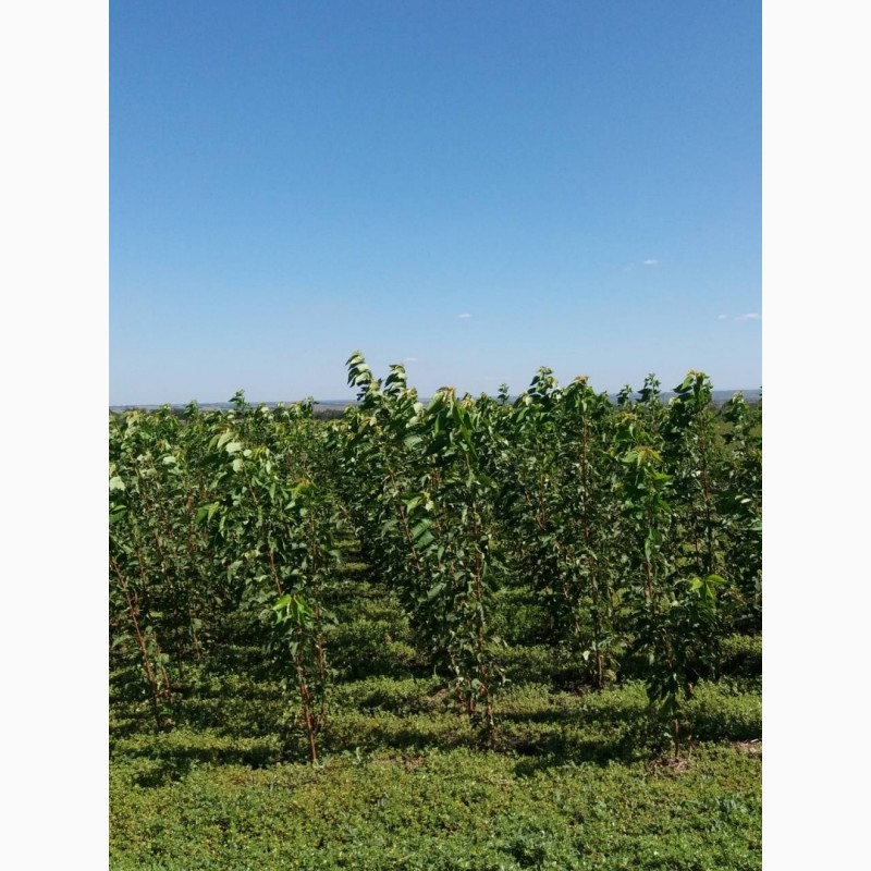 Фото 8. Саженцы плодово-ягодных деревьев 2й сорт