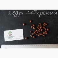 Кедр сибирский семена(20 штук) (сосна кедровая)для выращивания саженцев